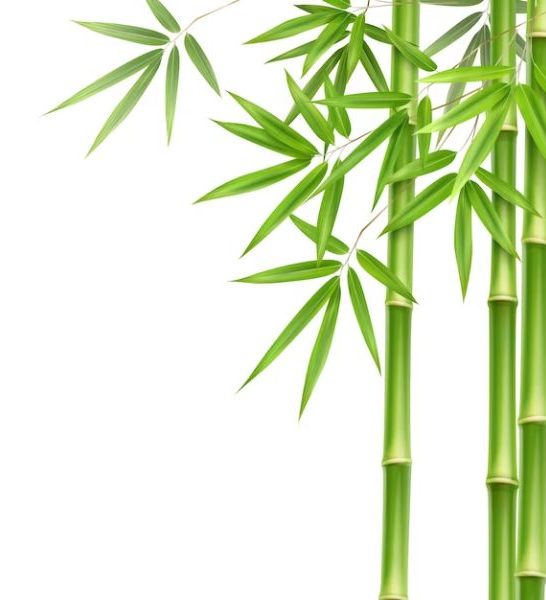 22 Funny Bamboo Puns