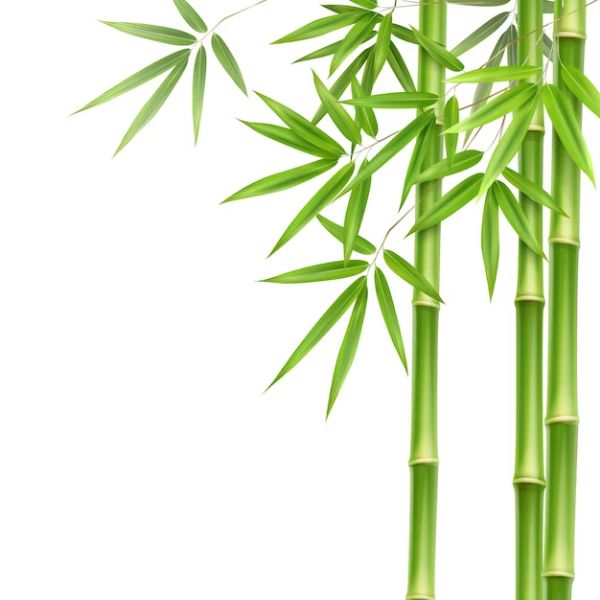 22 Funny Bamboo Puns - Tell Us Jokes