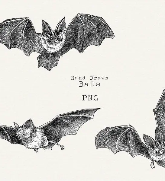 64 Funny Bat Puns