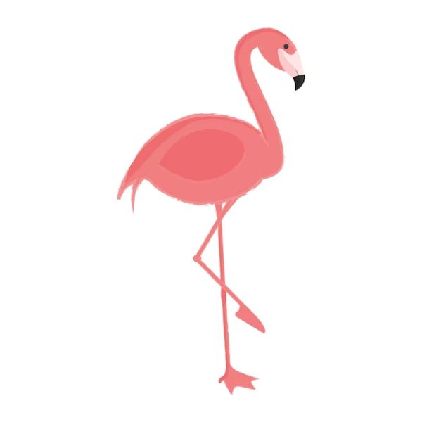 84 Funny Flamingo Jokes - Tell Us Jokes