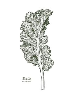Funny Kale Puns