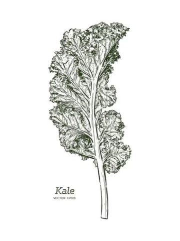37 Funny Kale Puns