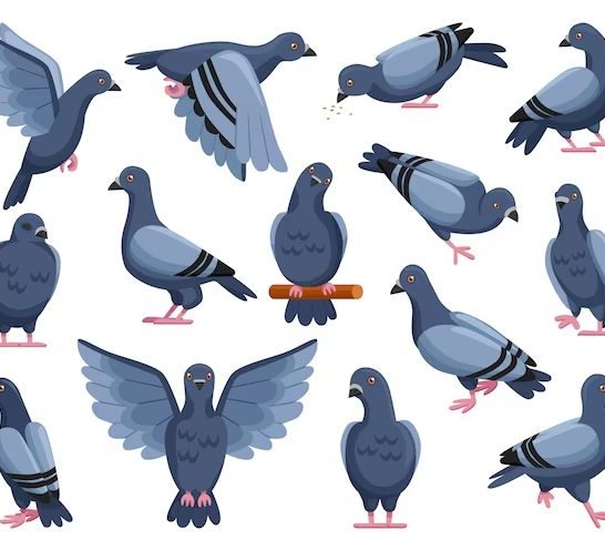 43 Funny Pigeon Jokes