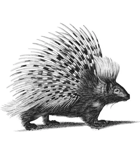 22 Funny Porcupine Jokes