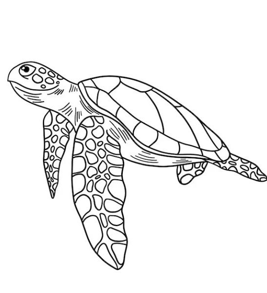75 Funny Sea Turtle Jokes