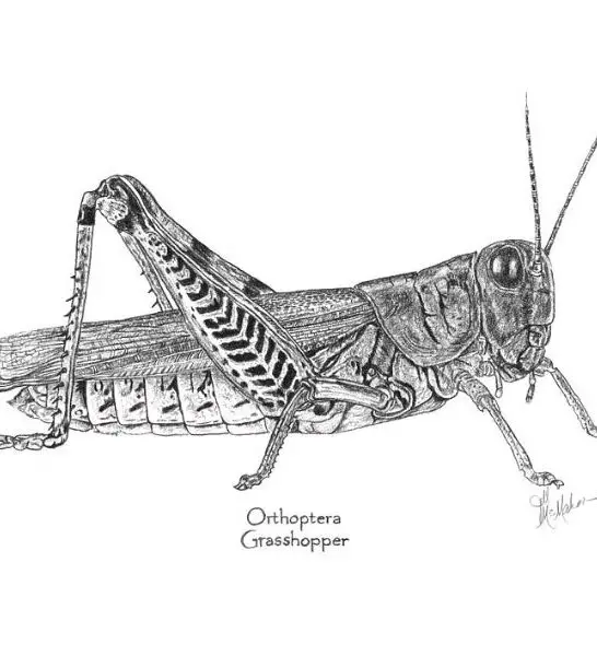55 Hilarious Grasshopper Jokes