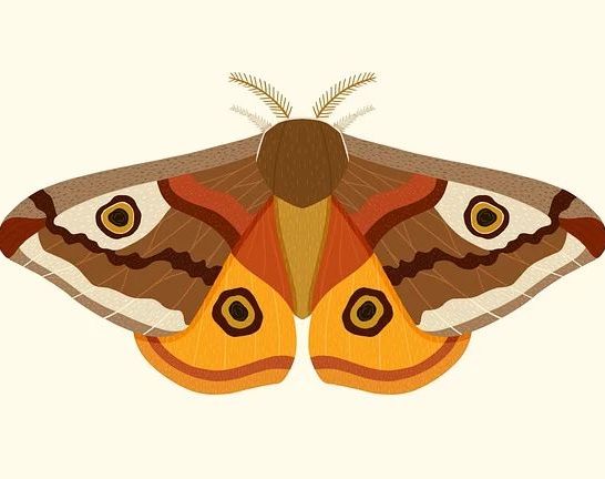 65 Hysterical Moth Jokes