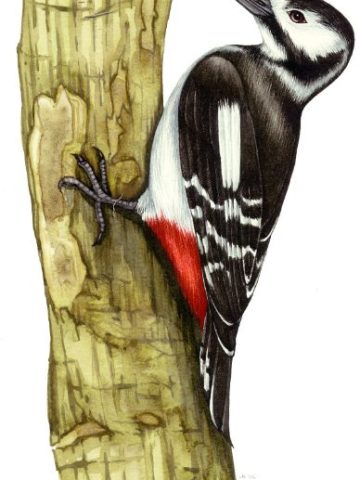 59 Hysterical Woodpecker Jokes