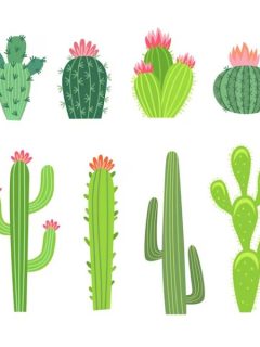 Jokes About Cactus