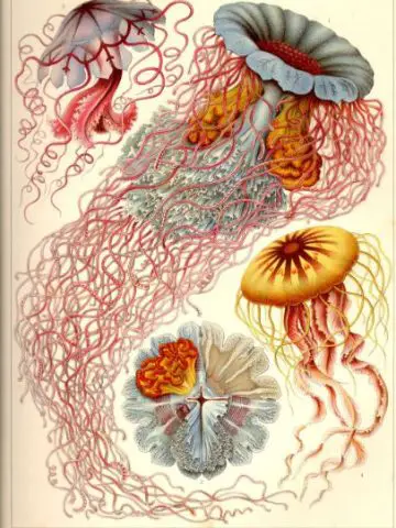 32 Jokes About Jellyfish