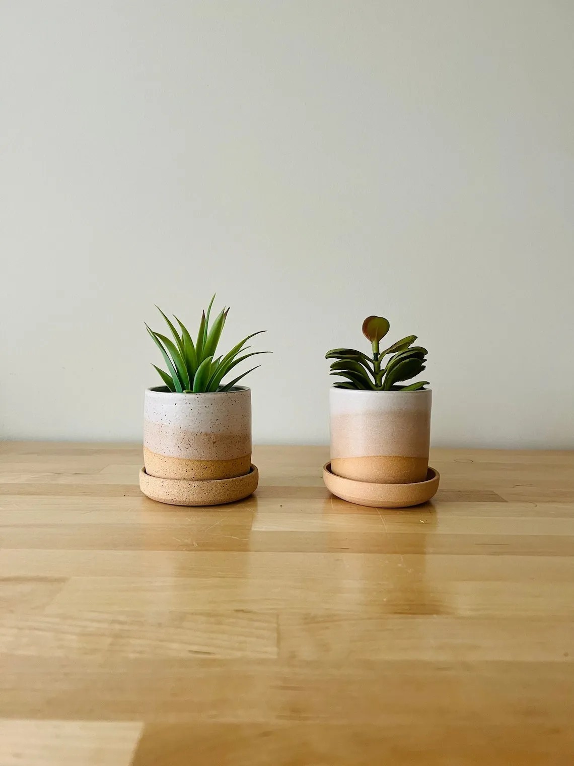 Best Gifts for Plant Lovers