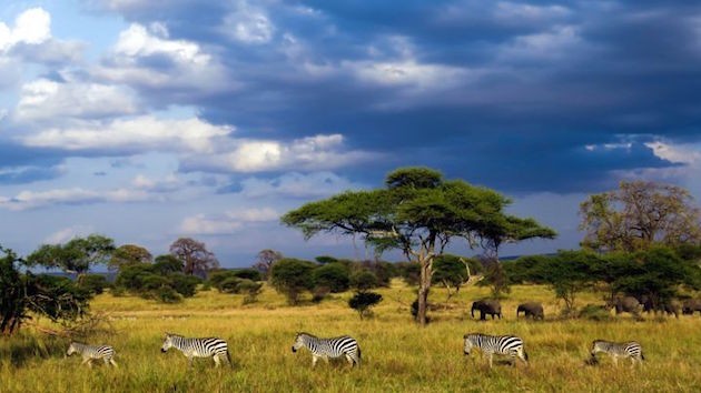 Serengeti