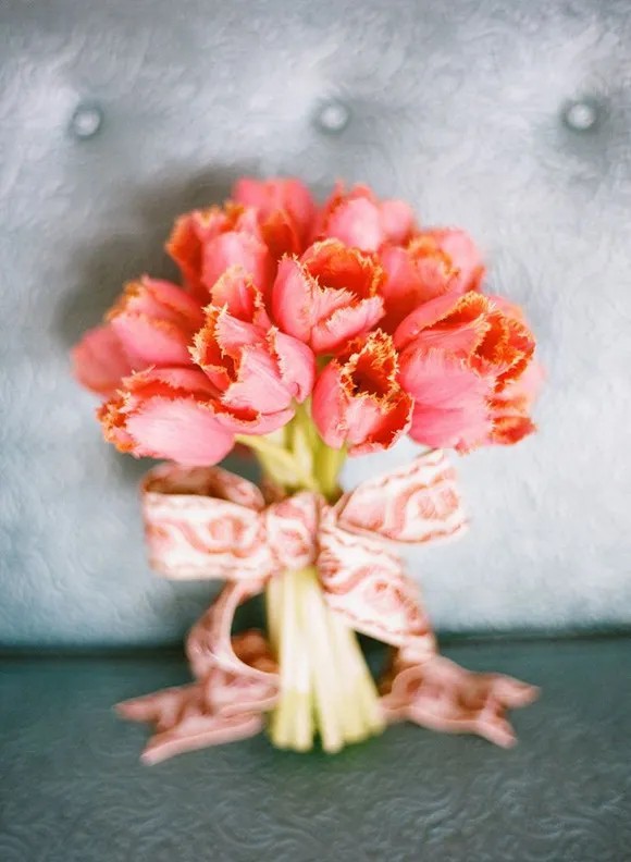 Coral Fringe Tulip